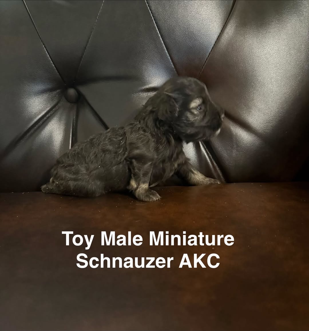 Toy Mini Schnauzer — Toy Miniature Schnauzer Male · AKC