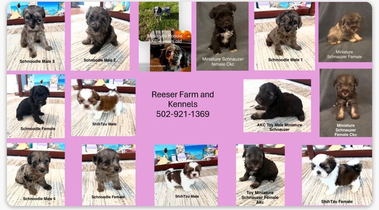 Reeser Farm & Kennels puppies — Schnoodles, Schnauzers, and Shih Tzus