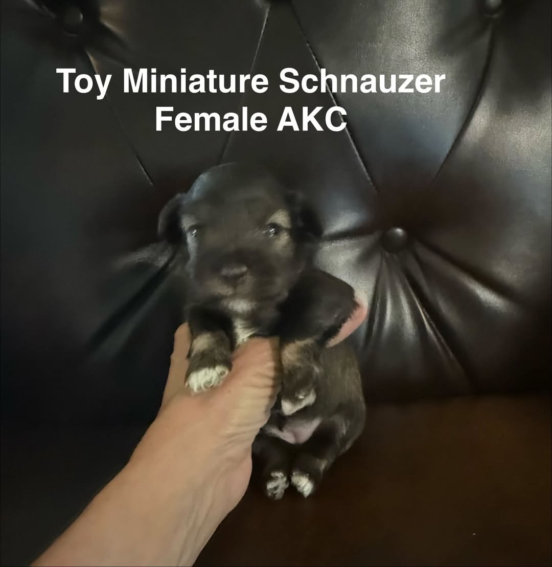 Toy Mini Schnauzer — Toy Miniature Schnauzer Female · AKC